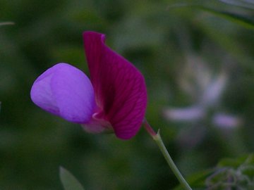 Lathyrus clymenum (=Lathyrus articulatus)